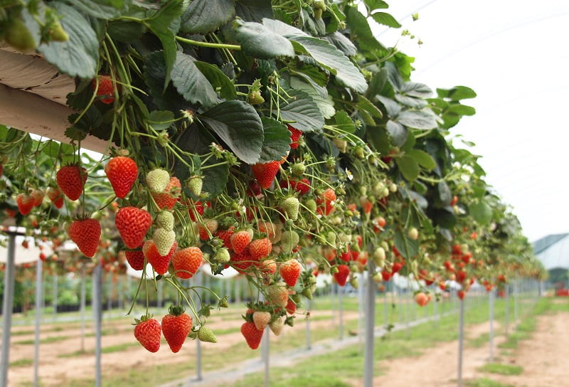 top 10 vuon dau uy tin nhat Da Lat