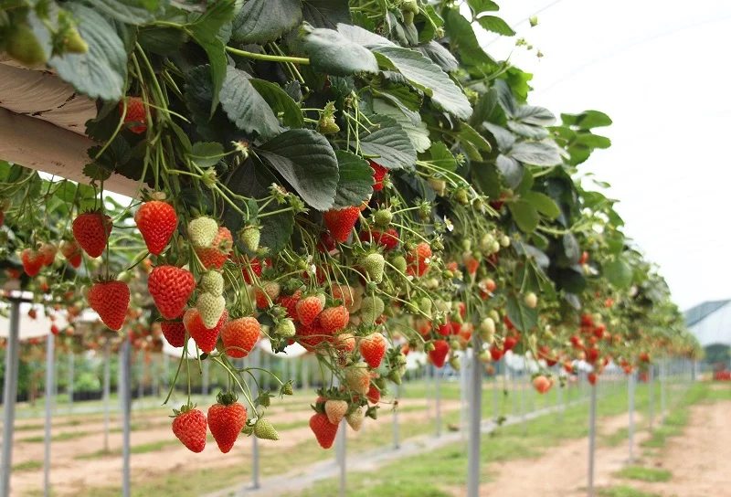 top 10 vuon dau uy tin nhat Da Lat