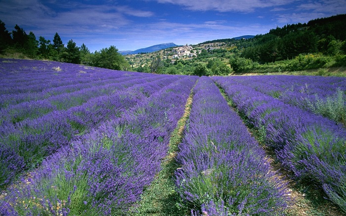 vườn hoa Lavender đẹp nhất Đà lạt