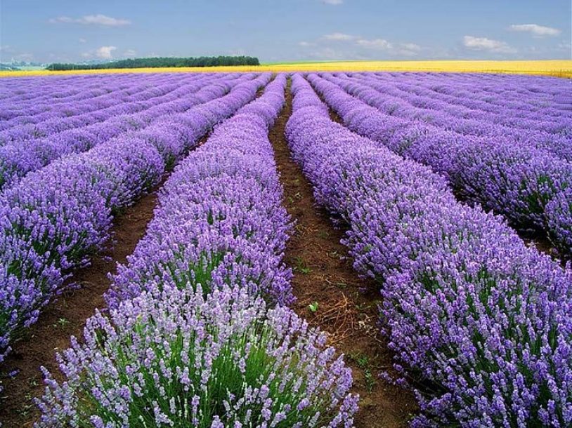 vườn hoa Lavender đẹp nhất Đà lạt