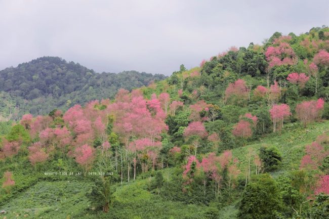 hoa mai anh đào đà lạt